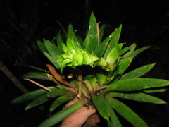 Werauhia hygrometrica