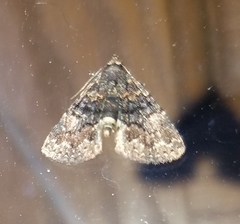 Metalectra richardsi