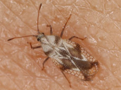 Cysteochila ponda