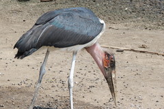 Leptoptilos crumenifer