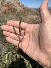 Chlorogalum pomeridianum