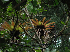 Werauhia werckleana