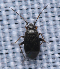 Sthenaridea piceonigra