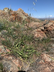 Chlorogalum pomeridianum