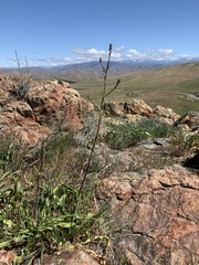 Chlorogalum pomeridianum