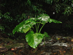 Xanthosoma undipes