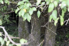 Sebastiania commersoniana