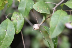 Sebastiania commersoniana