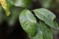 Sebastiania commersoniana