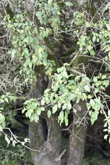 Sebastiania commersoniana