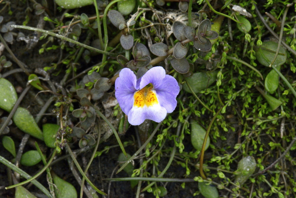 Thyridia