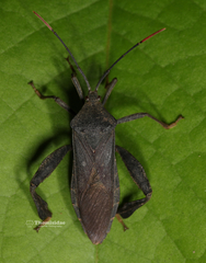 Pseudomictis distinctus