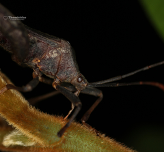 Pseudomictis distinctus