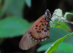 Acraea abdera eginopsis