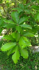 Quercus aliena