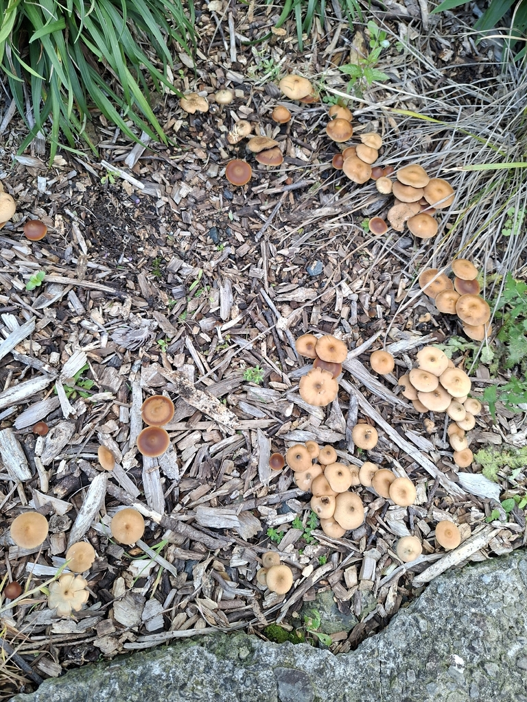 Psilocybe subaeruginosa · April 2026 · photo: © dannali (iNaturalist, cc0)