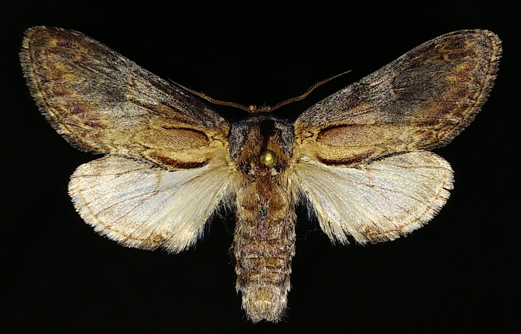 Notodonta manitou