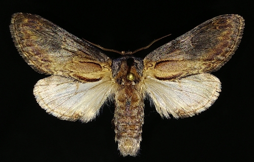 Notodonta manitou