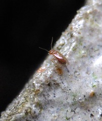 Ectopsocopsis cryptomeriae