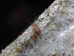Ectopsocopsis cryptomeriae