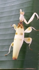 Hymenopus coronatus