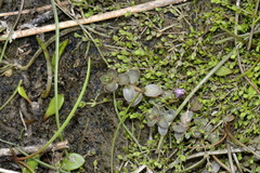 Thyridia repens