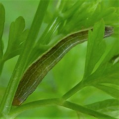 Lepidoptera