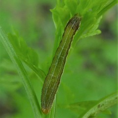 Lepidoptera