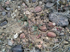 Lomatium piperi