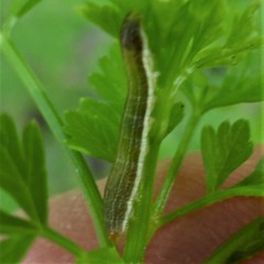 Lepidoptera