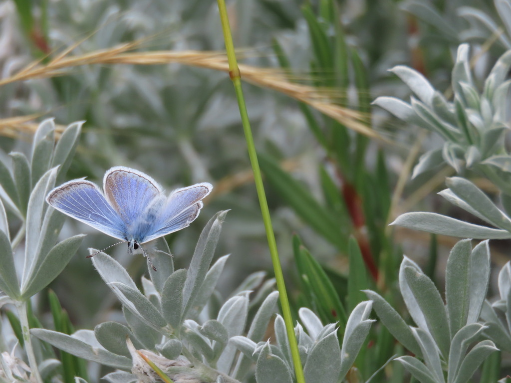 Point Reyes Blue in April 2026 by Axel Smith · iNaturalist