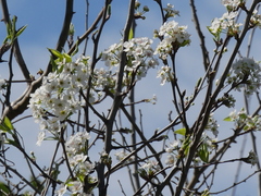 Prunus rivularis