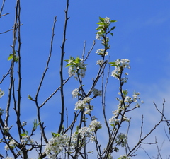 Prunus rivularis