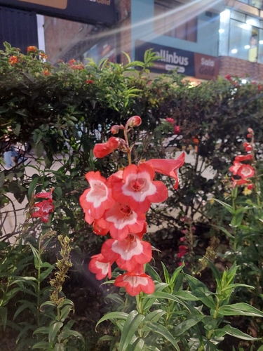 Penstemon campanulatus, photograph 5