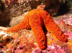 Uniophora granifera