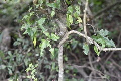 Ruprechtia laxiflora