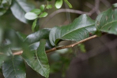 Ruprechtia laxiflora