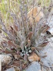 Dudleya attenuata