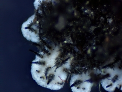 Physconia leucoleiptes