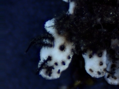 Physconia leucoleiptes