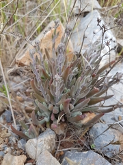 Dudleya attenuata