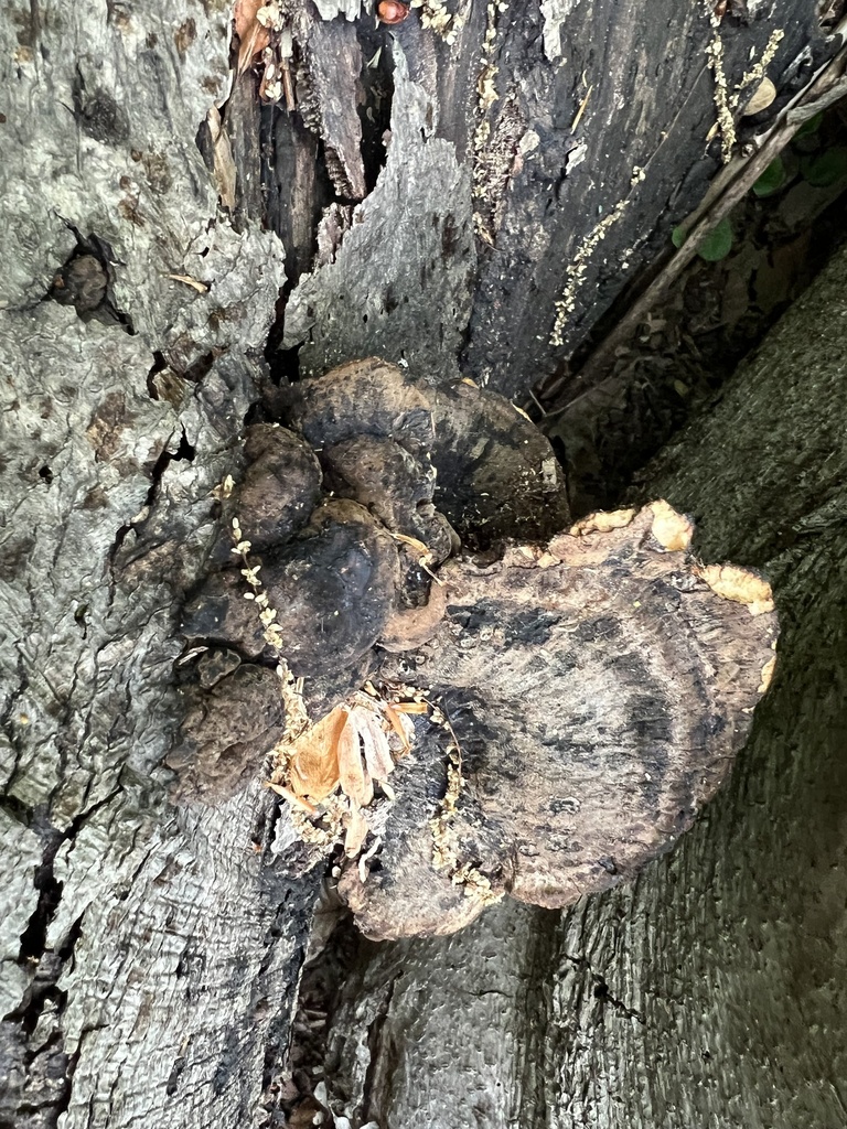 Ischnoderma resinosum · April 2026 · photo: © phillymycobeth (iNaturalist, cc0)