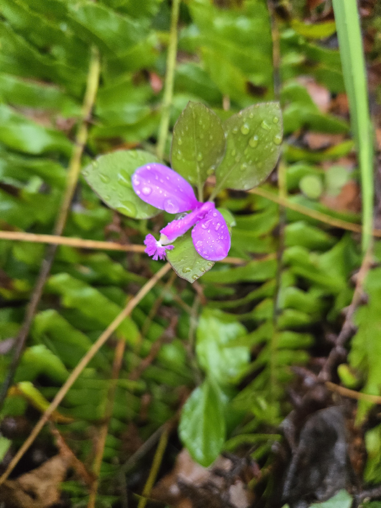 Imagem de Polygaloides paucifolia