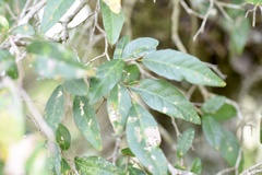 Sebastiania commersoniana