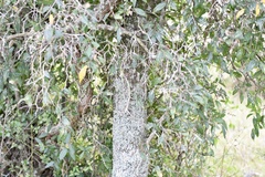 Sebastiania commersoniana