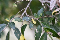 Sebastiania commersoniana