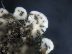 Physconia leucoleiptes