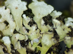 Physconia leucoleiptes