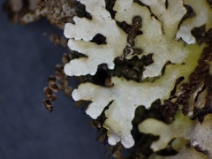 Physconia leucoleiptes