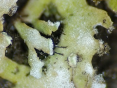 Physconia leucoleiptes